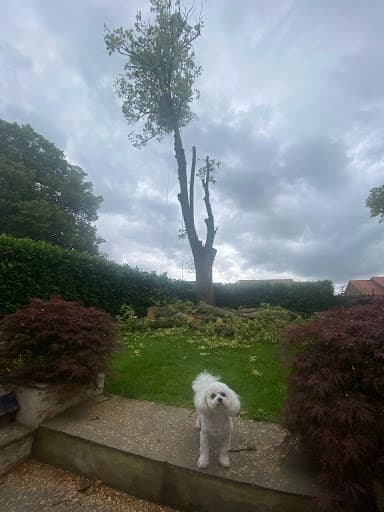 Trident Tree Works - York Tree Surgeons — Customer photo
