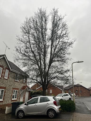 Fosters Tree Surgeons Ltd — Customer photo