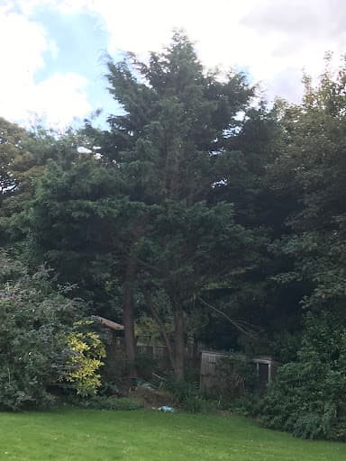 Nicholls Tree Services — Customer photo