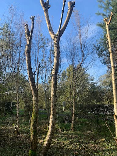 Stevenson Tree Care — Customer photo
