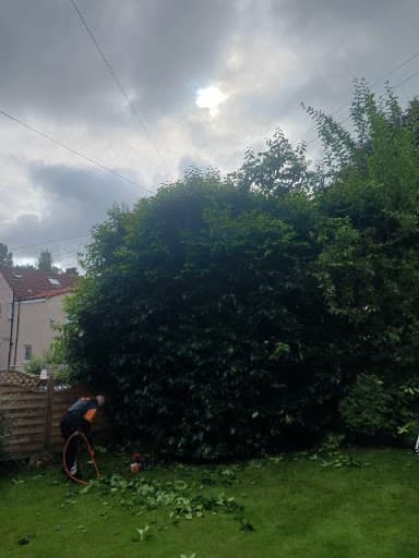 Cathcart Tree Surgeons — Customer photo