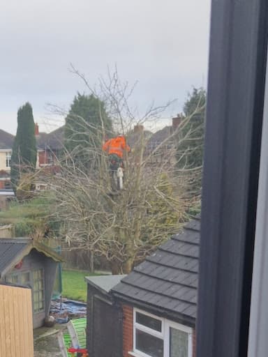 EJ Tree Surgery — Customer photo