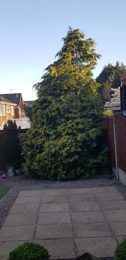 J and Son Trees and Landscapes — Customer photo