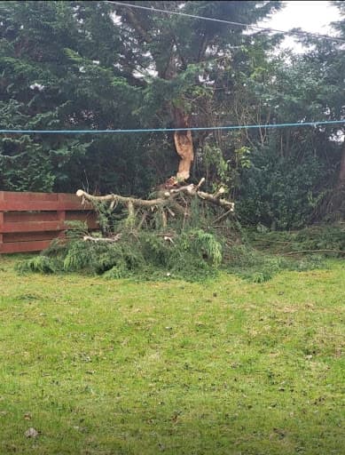GlasGrow Tree Surgeons — Customer photo