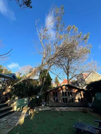 Gower Tree Work Specialists Ltd — Customer photo