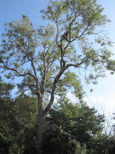 ALL About Trees Plymouth — Customer photo