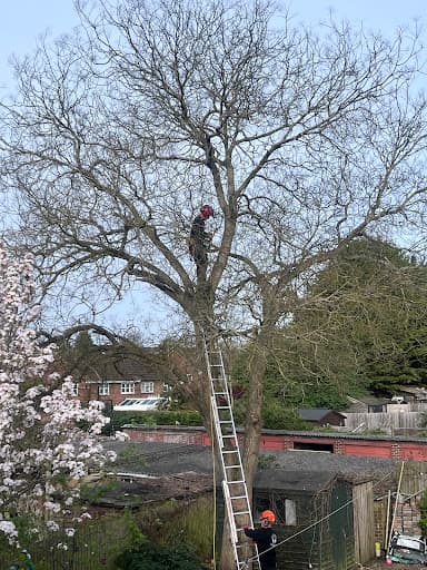 Browns Tree Solutions Ltd — Customer photo
