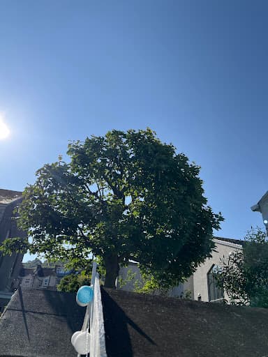 Specialised Tree Services — Customer photo