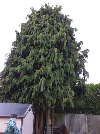 JK Arboriculture — Customer photo