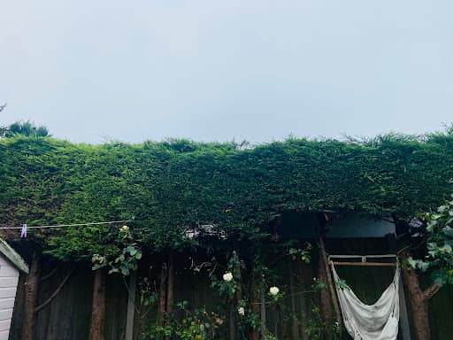 Tree Surgeons Liverpool — Customer photo
