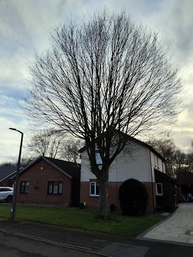 Woodfelder Tree Care Limited — Customer photo