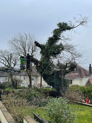 AWS Tree Surgery — Customer photo
