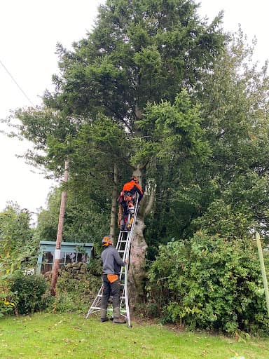 Bailey's Tree Services — Customer photo