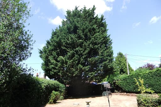 Titan Tree Services Ltd — Customer photo