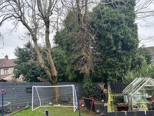 Darach Tree Care — Customer photo