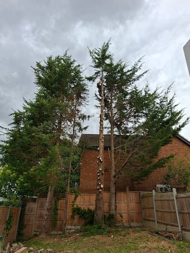 Samuel George Tree Services — Customer photo