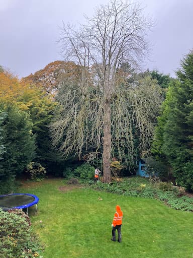 nttrees — Customer photo