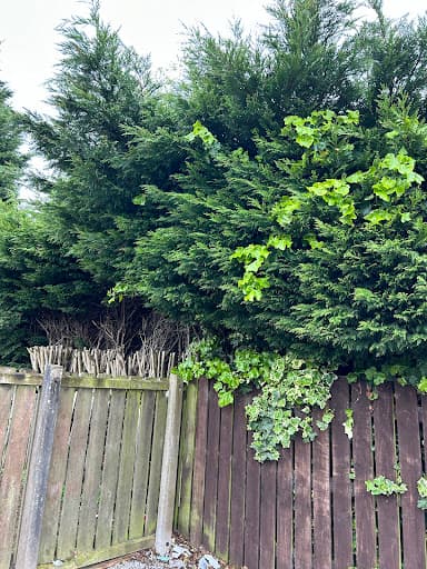 Anlaby Tree Services — Customer photo