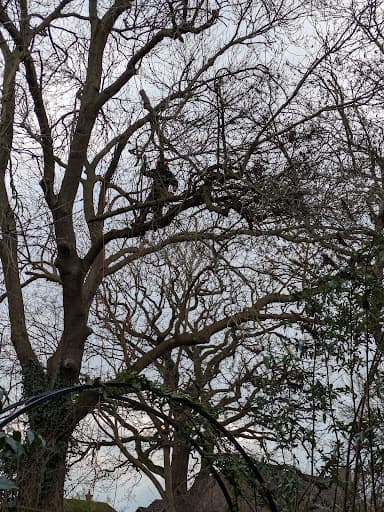 Browns Tree Solutions Ltd — Customer photo
