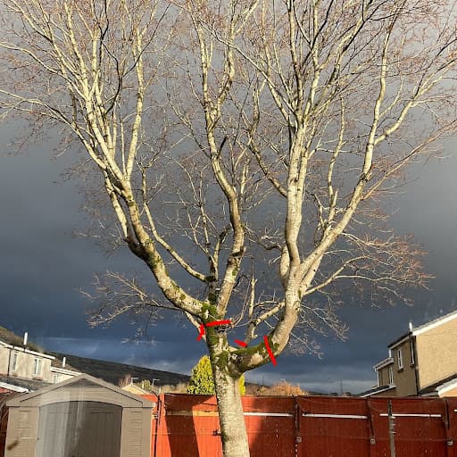 Clyde Tree Surgeons Glasgow — Customer photo