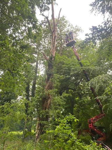 01793 Tree Surgeons LTD — Customer photo