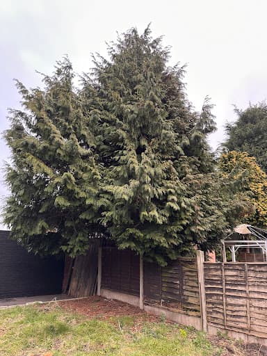 nttrees — Customer photo