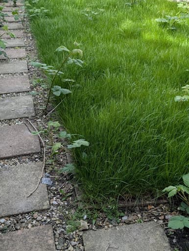 Jay's Gardening Services — Customer photo
