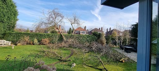 MANCHESTER TREE & STUMP REMOVALS/MANCHESTER TREE SURGEON M4 — Customer photo