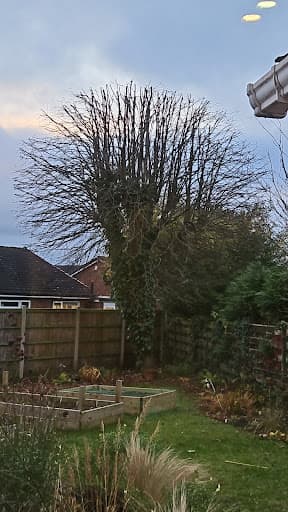 Lewis Tree Surgery — Customer photo