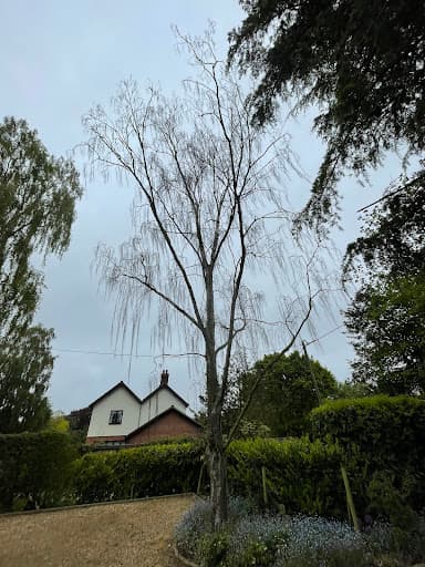 Arborcare Tree Surgery — Customer photo