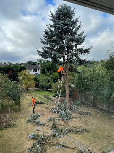 Anlaby Tree Services — Customer photo