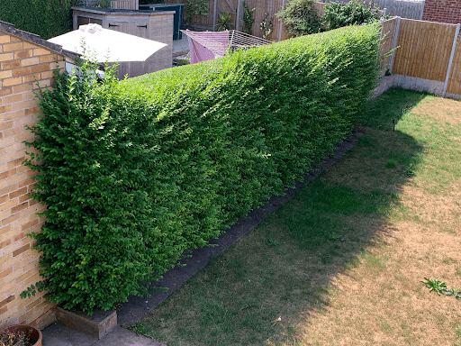 Jolly Goodfellows Gardening — Customer photo