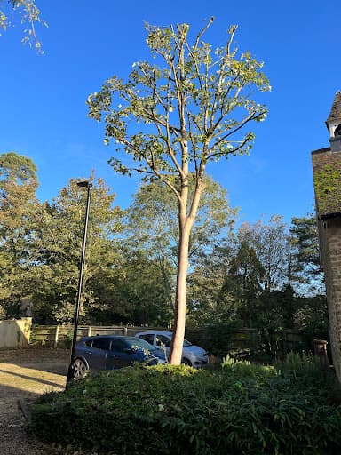Branching Out Oxford — Customer photo