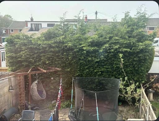 Arboré Tree Services — Customer photo