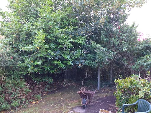 Treescapes NI — Customer photo