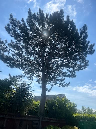 Louis Whittaker Tree Services — Customer photo