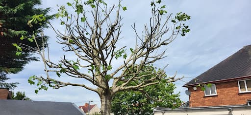nttrees — Customer photo