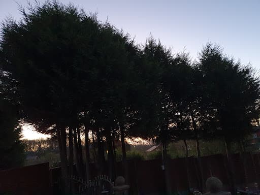 MANCHESTER TREE & STUMP REMOVALS/MANCHESTER TREE SURGEON M4 — Customer photo