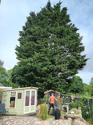 Clayton Brothers Tree Surgery — Customer photo