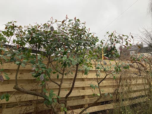 GlasGrow Tree Surgeons — Customer photo