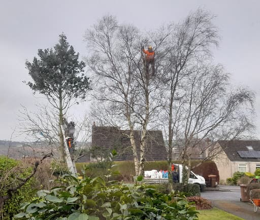 Treescapes NI — Customer photo