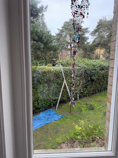 Specialised Tree Services — Customer photo