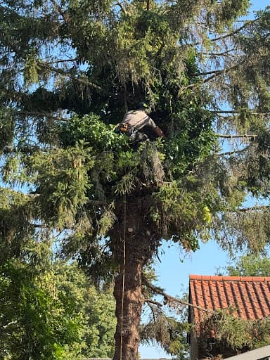 Nicholls Tree Services — Customer photo