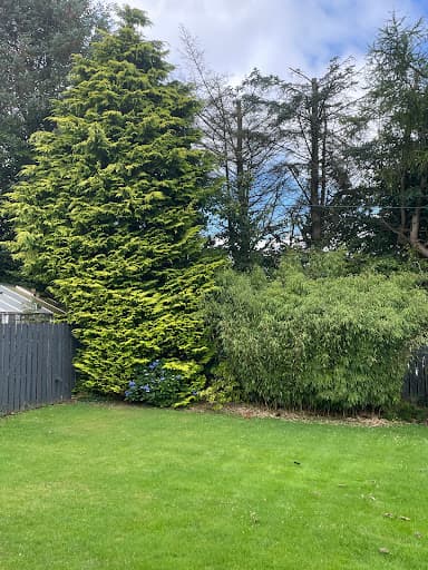 Southside Tree Surgeons — Customer photo