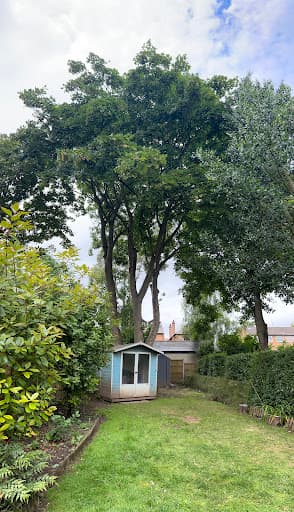 Tree Hugger & Son Tree Services Limited — Customer photo