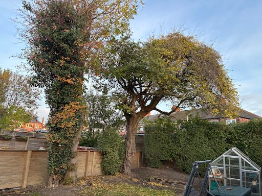 Anlaby Tree Services — Customer photo