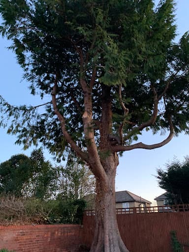 Beechwood Tree Care - Tree Surgery, Tree Removal & Hedge Trimming — Customer photo