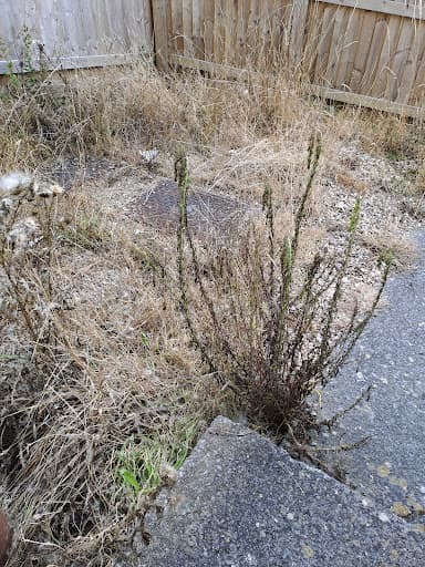 Matt Bell Garden Services — Customer photo
