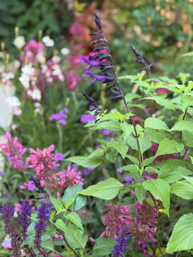 Tidy Gardeners Bristol — Customer photo