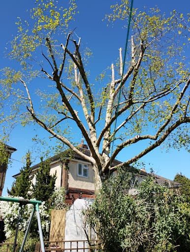 STOKE TREE SURGEON — Customer photo